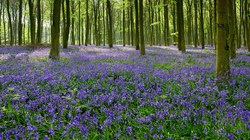 Un tapis de fleurs bleues dans le bois de Buis